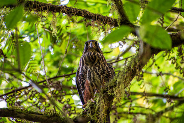 New Zealand Falcon,  Kārearea or Kāiaia; Falco novaeseelandiae, Lake Brunner