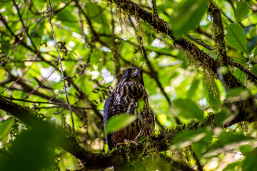 New Zealand Falcon,  Kārearea or Kāiaia; Falco novaeseelandiae, Lake Brunner