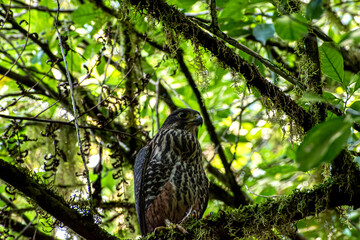 New Zealand Falcon,  Kārearea or Kāiaia; Falco novaeseelandiae, Lake Brunner