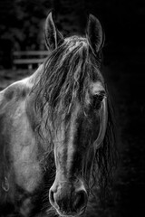 Um cavalo sem nome em preto e branco