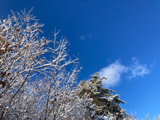 Snow covered trees in the sky 4