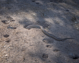 A Pacific Gopher snake (Pituophis catenifer) lies in wait at Lake Cachuma in Santa Barbara county, CA.