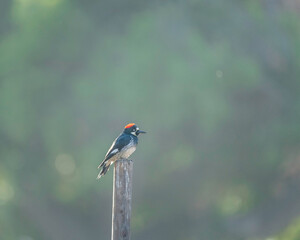 A female Acorn woodpecker (Melanerpes formicivorus) perches on a post at Lake Cachuma in Santa Barbara county, CA.