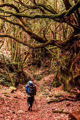 hiking in the woods