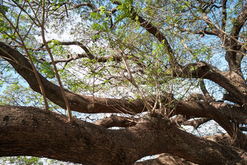 tree in the serengeti city