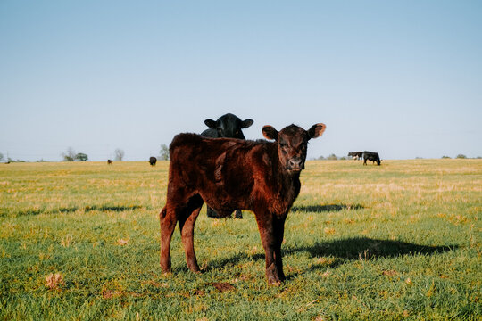 calf in a field 