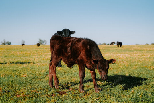 calf in a field 
