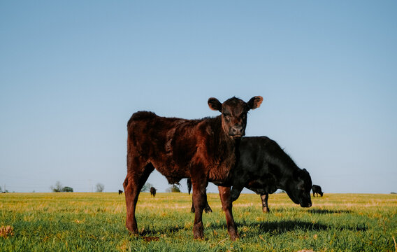 calf in a field 