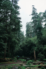 Bosque del Desierto de los Leones