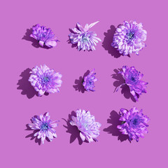 Purple pattern made with fresh flowers. Break the pattern or woman's day concept. Modern minimal flat lay.