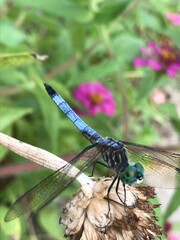 close up of dragonfly