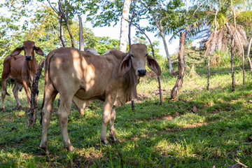 Terneros en el campo Panamá