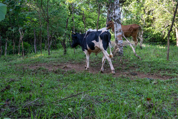 Terneros en el campo Panamá