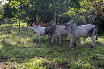 Terneros en el campo Panamá