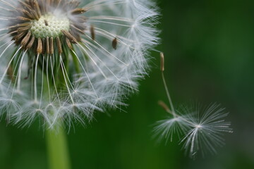 Close up macro image of dandelion seed heads with delicate lace-like patterns. Detail shot of closed bud of a dandelion in green grass.