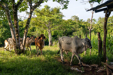 Terneros en el campo Panamá