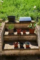 plant seedlings growing in pots in garden