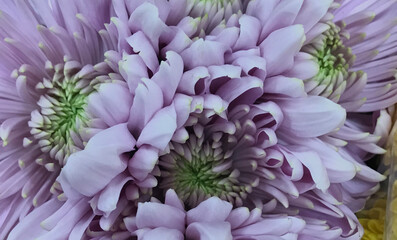 close up of chrysanthemum