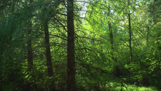 HEVIZ, ZALA, HUNGARY - AUGUST 19, 2018: Beautiful forest green trees in the sunlight in Heviz, Hungary. 4K, Medium shot, Pan
