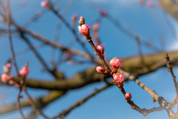 Close-up photo of apple tree brunches with pink flower buds in springtime. Blue sky in background. 