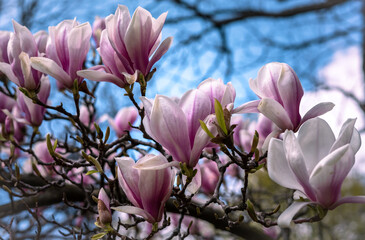 Close-up photo of beautiful pink magnolia flower blooming on the tree in springtime. Background...