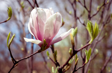 Obraz premium Close-up photo of beautiful pink magnolia flower blooming on the tree in springtime. Background with copyspace. 
