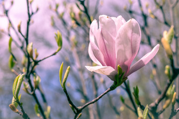 Obraz premium Close-up photo of beautiful pink magnolia flower blooming on the tree in springtime. Background with copyspace. 