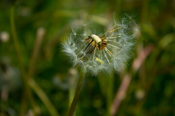 Dandelion flower on the field. Beautiful landscape. background. Texture.