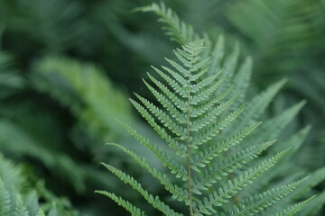 Fototapeta na wymiar Defocused nature background green color, selective focus. Light Green fern leave in the forest. Leaves texture, natural background.