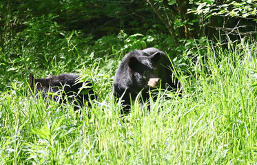 Two Black Bears
