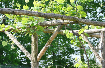 Blossoms and Barbed Wire
