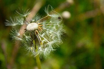 Dandelion flower on the field. Beautiful landscape. background. Texture.