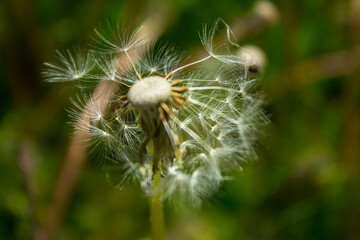 Dandelion flower on the field. Beautiful landscape. background. Texture.
