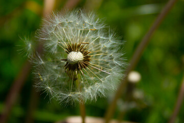 Dandelion flower on the field. Beautiful landscape. background. Texture.