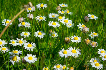 Fototapeta premium Chamomile flower on the field. Beautiful landscape. Background. Texture.