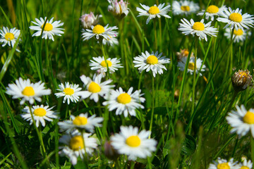 Chamomile flower on the field. Beautiful landscape. Background. Texture.