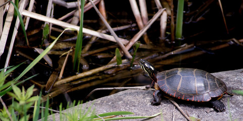 One Painted Turtle on a rock by the pond.  Grasses in background.