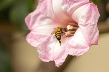 Flower Bee 