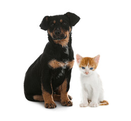 Cute cat and dog on white background. Animal friendship