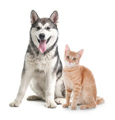 Cute cat and dog on white background. Animal friendship