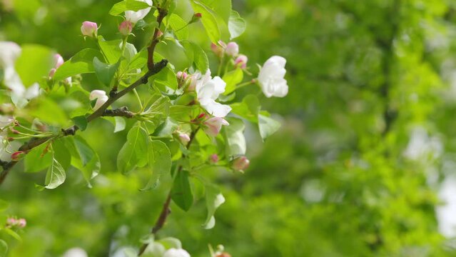 Beautiful spring apple tree flowers blossom. Beautiful flowers on the branches.