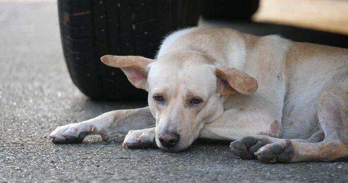 Cute dog resting on the street, dog sleeping, concept pet