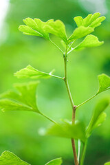Ginko green close-up Ginkgo biloba leaf on green blurred background.Ginkgo biloba plant in summer...