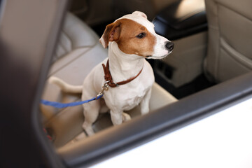 Jack Russel Terrier in car. Adorable pet