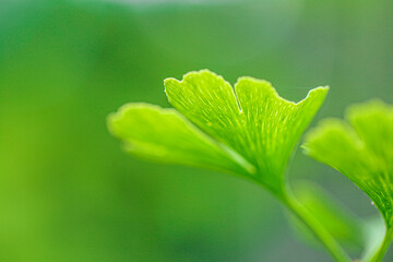 Ginkgo biloba on green blurred background.Ginkgo biloba plant in summer green garden.Alternative...