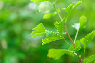 Ginkgo biloba leaf on green blurred background.Ginkgo biloba plant in summer green garden.Alternative medicine and homeopathy.Green natural pharmacy.medicinal plants
