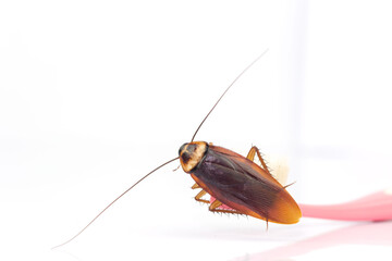 Cockroaches are on the toothbrush in the bathroom, and cockroaches also carry the germs to humans in the home should be equipped with a cockroach protection system.
