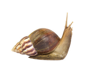 Garden snail isolated on white. snail Achatina on a white background. Big snail closeup. Animal world. Snail on a white Studio background