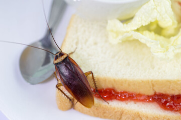 The problem in the house because of cockroaches living in the kitchen.Cockroach eating whole wheat...