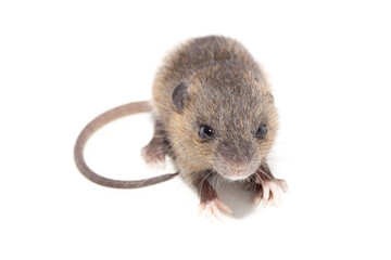 Rat isolated on white background. closeup young fluffy rat (Rattus norvegicus)